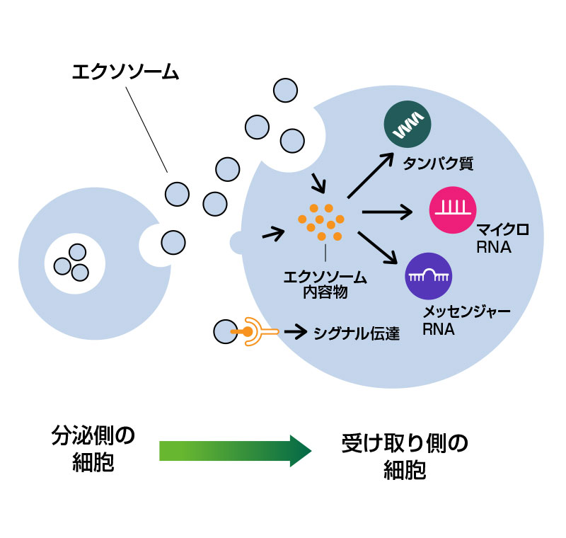 エクソソームによる細胞間での情報伝達